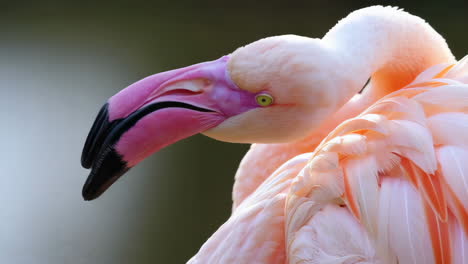 close-up of a pink flamingo