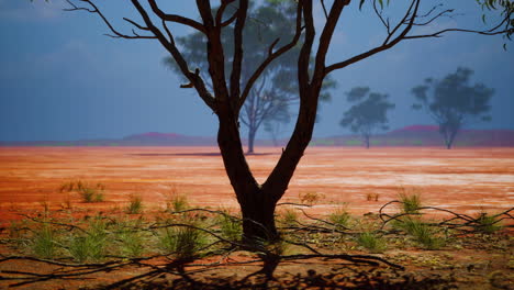 acacia tree in african savannah
