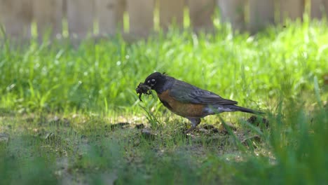 robin bird is searching for worms in the warm spring weather