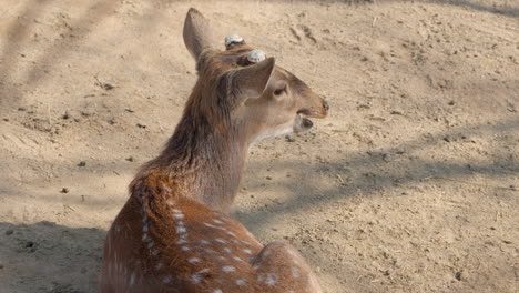 Adult-Sika-Deer-Buck-with-Cropped-Antlers-in-Chewing-Food-Lying-on-Dirt-Ground---close-up-slow-motion