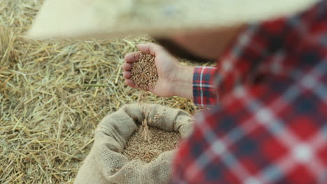 vista sopra la spalla dell'agricoltore che versa il grano in un sacco e osserva il suo raccolto