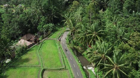 disparo de seguimiento aéreo de una motocicleta en una carretera tropical rodeada de un exuberante bosque de palmeras en bali - vuelo de inclinación hacia arriba