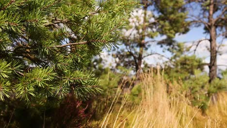 tree branches swaying in the breeze