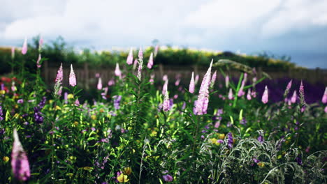 vibrant wildflower field in bloom under a cloudy sky in springtime