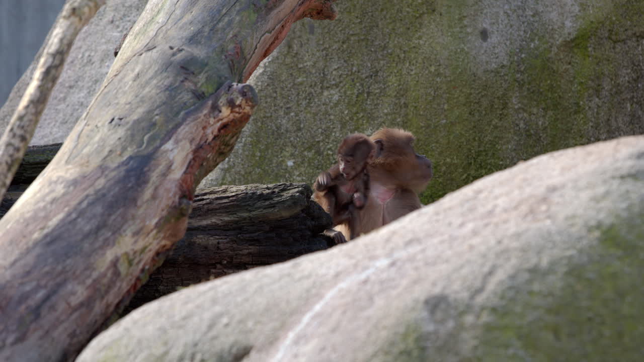 Monkey and monkey cub in enclosure at zoo, just before feeding