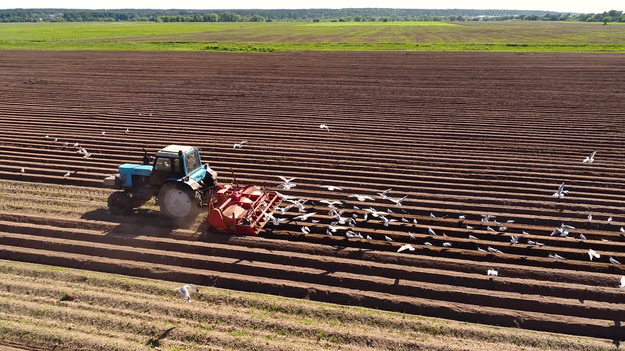 los pájaros hambrientos están volando detrás del tractor, y comen grano de la tierra cultivable.