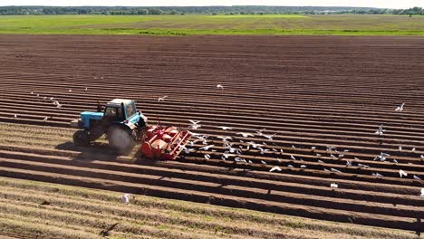 Agricultural-work-on-a-tractor-farmer-sows-grain.-Hungry-birds-are-flying-behind-the-tractor,-and-eat-grain-from-the-arable-land.