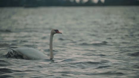 Vista-Escénica-Del-Majestuoso-Cisne-Blanco-Despegando-Del-Agua,-Seguimiento-De-Cierre,-Atardecer