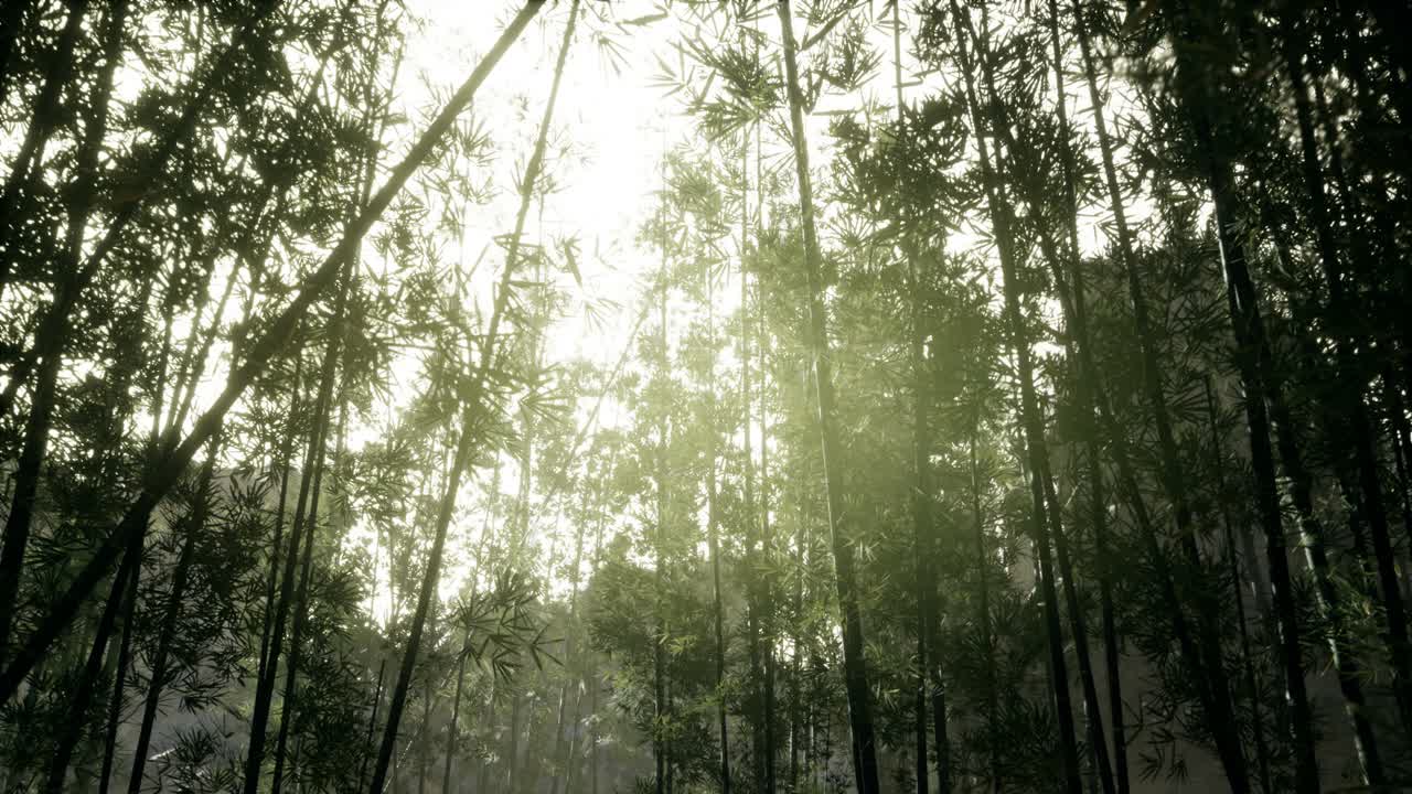 paisaje de un árbol de bambú en la selva tropical, malasia