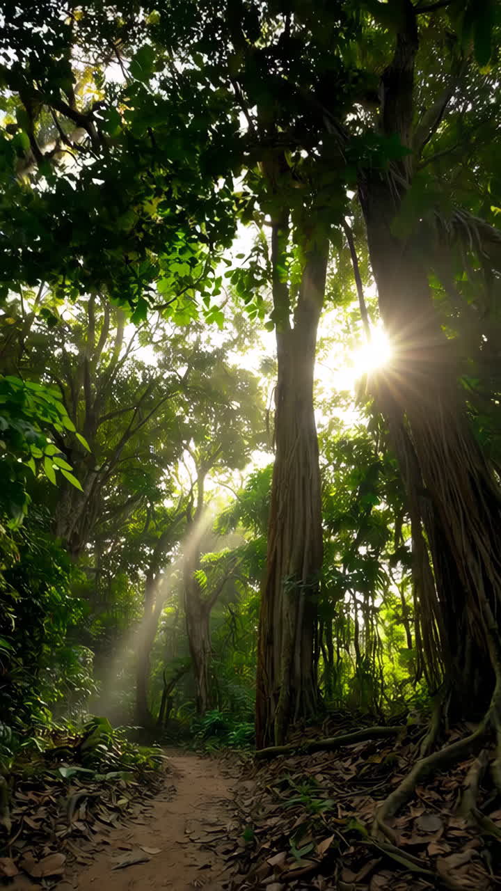 La luce solare filtra attraverso una fitta foresta tropicale