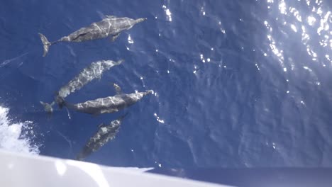 a pod of dolphins swimming - playing next to a moving boat