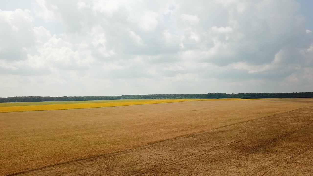 En hvedemark modnes i sommeren. Landskab set fra oven. Kameraet bevæger sig baglæns. Hvedeafgrøde. Luftfoto.