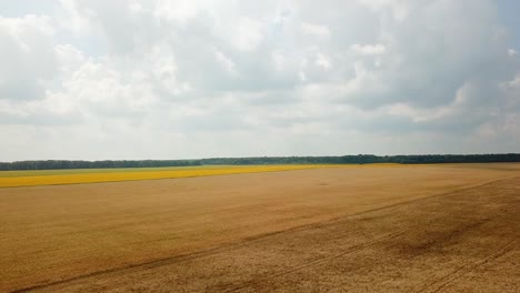 field of wheat is ripening in the summer. landscape of field from a height. camera motion backwards. wheat crop. aerial view.