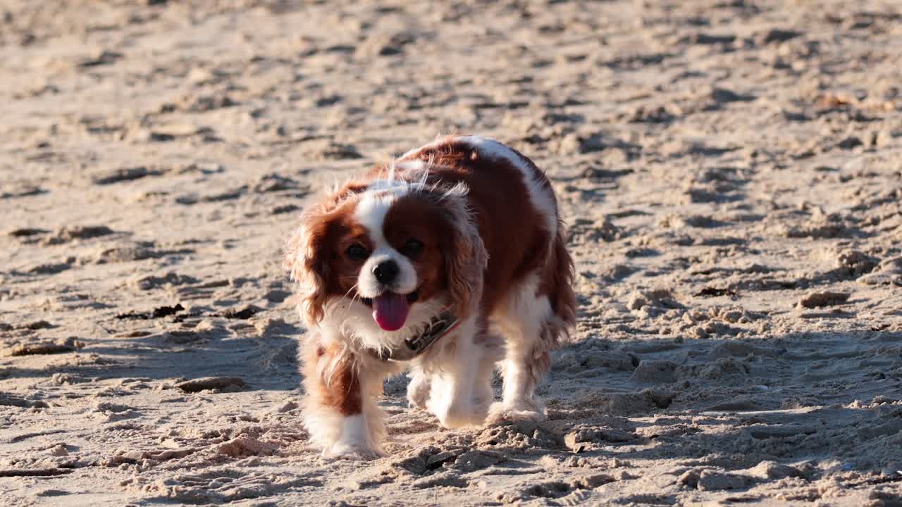 dos perros corriendo alegremente por la playa de arena