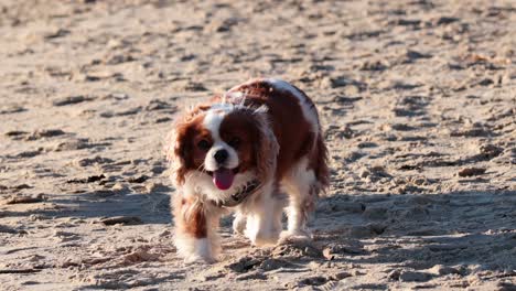 two dogs joyfully running on sandy beach