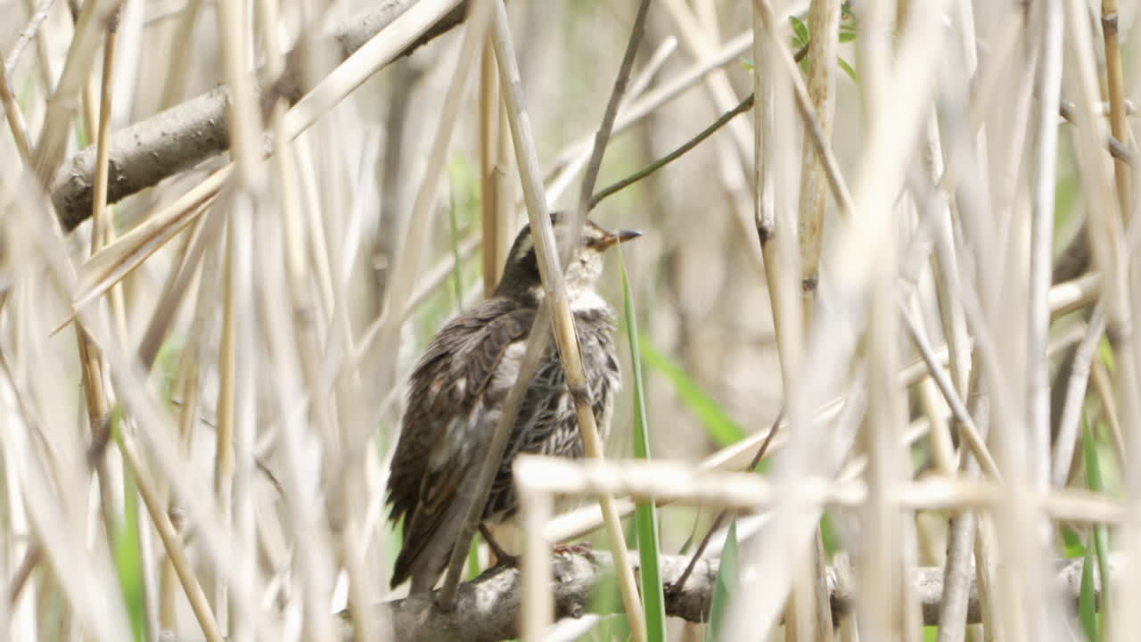 Dusky Thrush Bird Preening And Perching On A Branch In The Forest In Saitama, Japan - close up