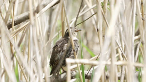 Dusky-Thrush-Bird-Preening-And-Perching-On-A-Branch-In-The-Forest-In-Saitama,-Japan---close-up