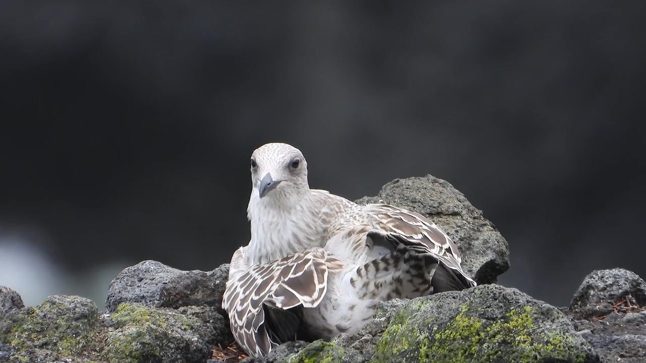 Giovane gabbiano che si liscia le piume mentre riposa su una costa rocciosa.