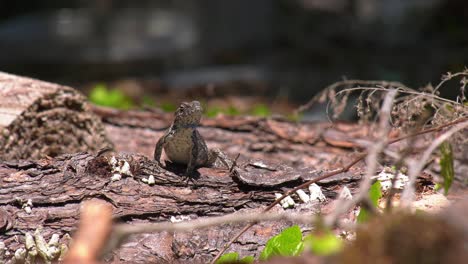 Handsome-male-eastern-fence-lizard-with-chest-up-looking-at-camera-and-around-it's-surroundings