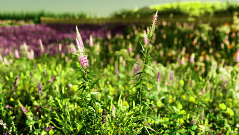 colorful wildflowers blooming in a vibrant garden during springtime