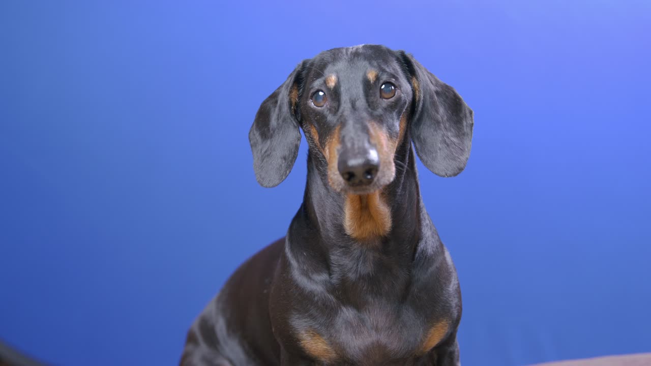 adorable perro dachshund obedientemente se sienta y espera pacientemente, mirando a su alrededor y viendo lo que está sucediendo, chromakey azul en el fondo, rodaje de estudio.