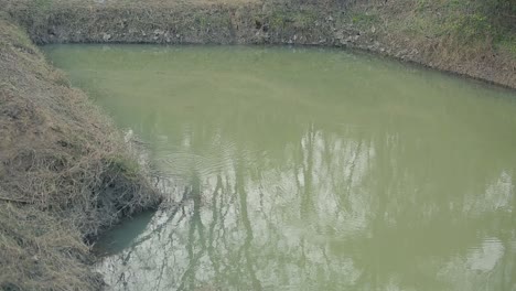 Bauernhofteich-Für-Landwirtschaft-Und-Bewässerung,-Grünes-Wasser