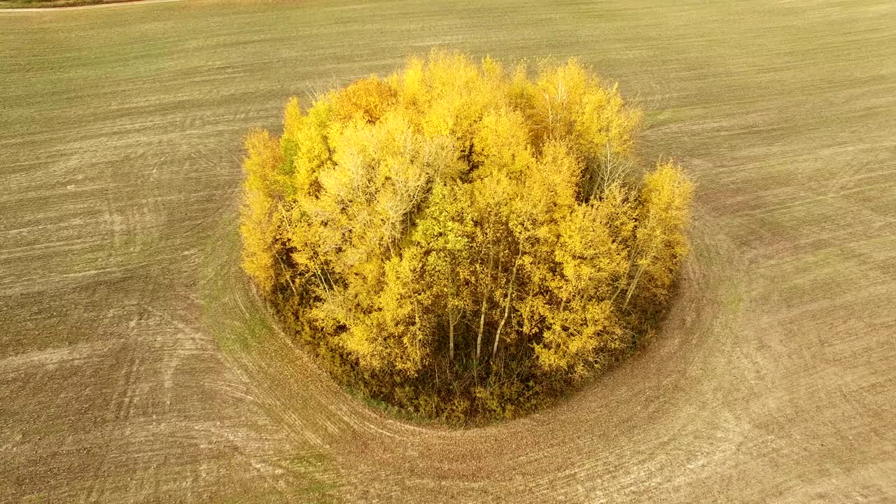 4k 공중. 시골 농업 의 가을 노란 나무 위를 날아. 원형 움직임