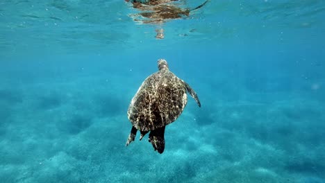 beautiful adult green sea turtle swims in sea water