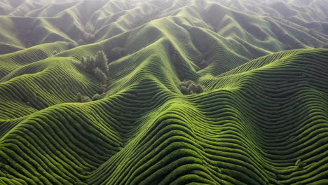green terraced hills aerial view