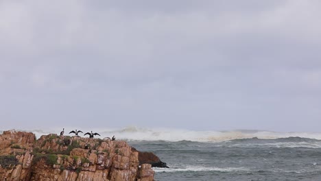 los cormoranes secan sus alas en un día ventoso en el océano índico de sudáfrica