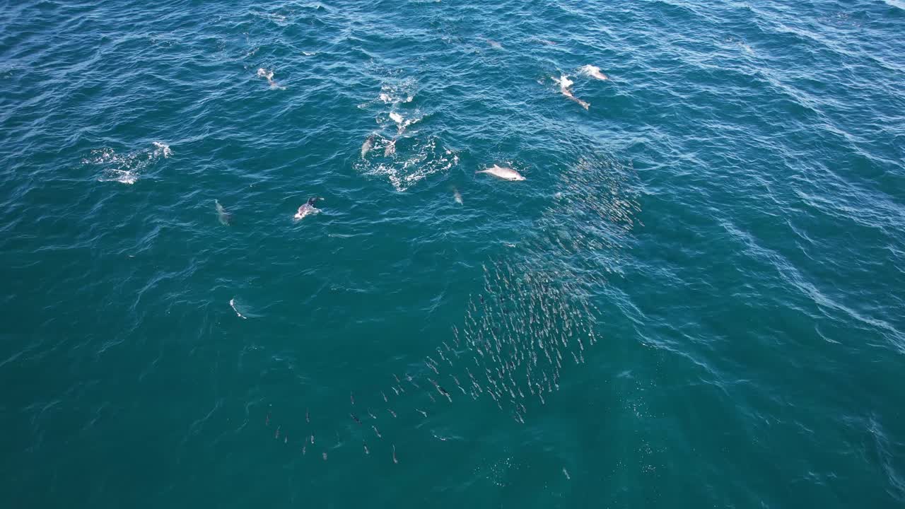 Aerial Shot Of Dolphins Hunting Mullet Fish In New South Wales, Australia