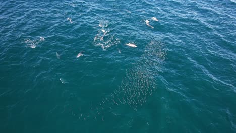 aerial shot of dolphins hunting mullet fish in new south wales, australia