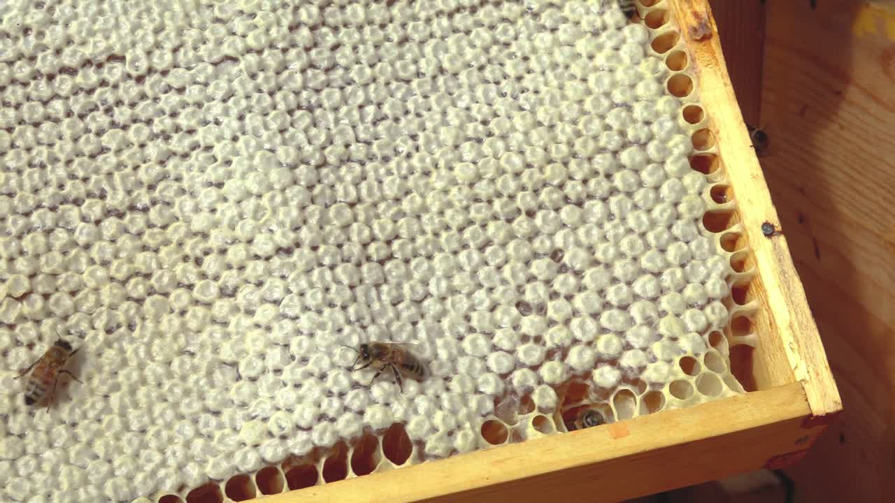 una colmena con miel