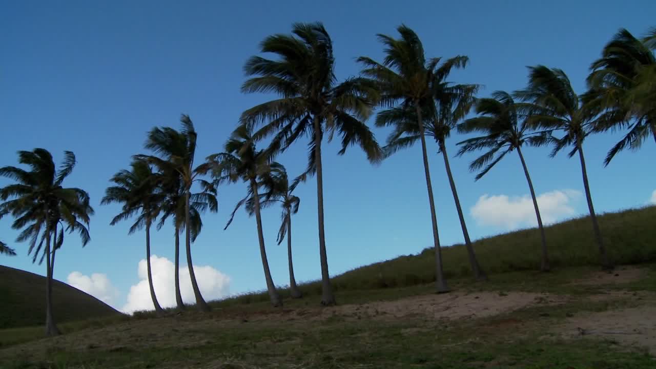 남쪽 바다 섬에서 바람에 날리는 손바닥 열을 가로질러 팬