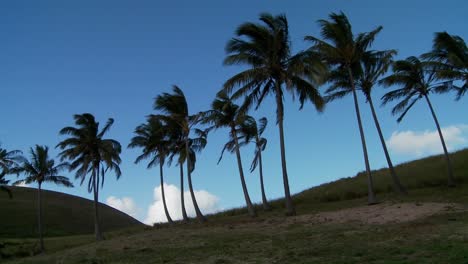 Pan-A-Través-De-Filas-De-Palmeras-En-El-Viento-En-Una-Isla-Del-Mar-Del-Sur