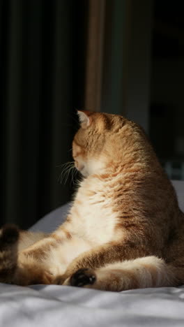 un gato británico de pelo corto dorado relajándose en una cama