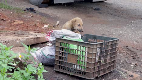 Cachorros-Jugando-Y-Escarbando-En-La-Basura-En-Busca-De-Comida,-Junto-A-La-Calle-En-El-Norte-De-Vietnam