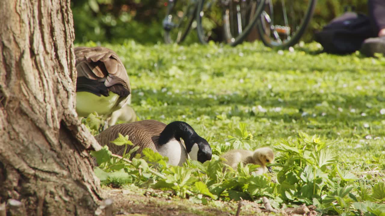 Gåseunger og deres mor spiser ved siden af et træ – Stanley Park Vancouver.