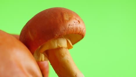 lot of amanita caesarea mushroom green screen slow tilt natural 4k