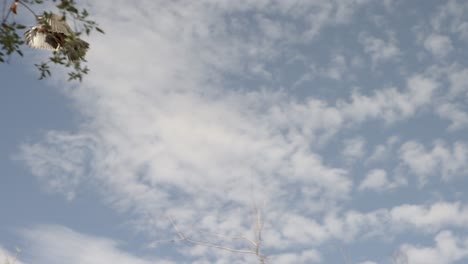 Harris's-Hawk-bird-flies-off-tree-branch-to-catch-prey