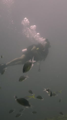 scuba diving with fish underwater