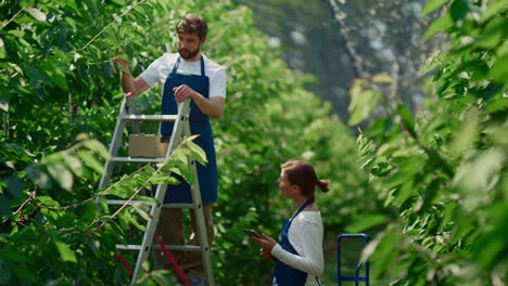 equipo de jardineros que monitorean el crecimiento de árboles frutales verdes en un jardín soleado