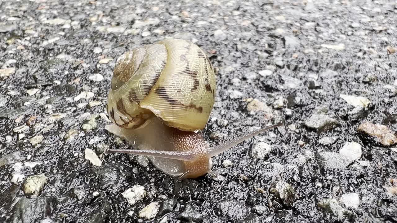달이는 데기와 함께 도로를 따라 움직입니다.
