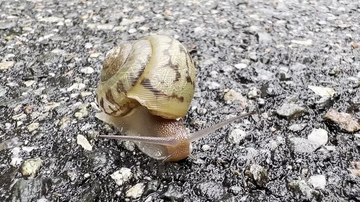 Snail moves along roadway with shell