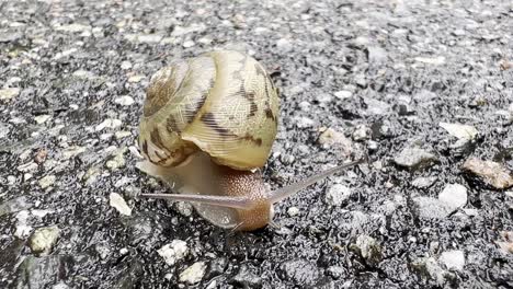 snail moves along roadway with shell