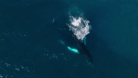 humpback whale mother and calf swim on surface of clear blue ocean water playing breaching and gliding in water
