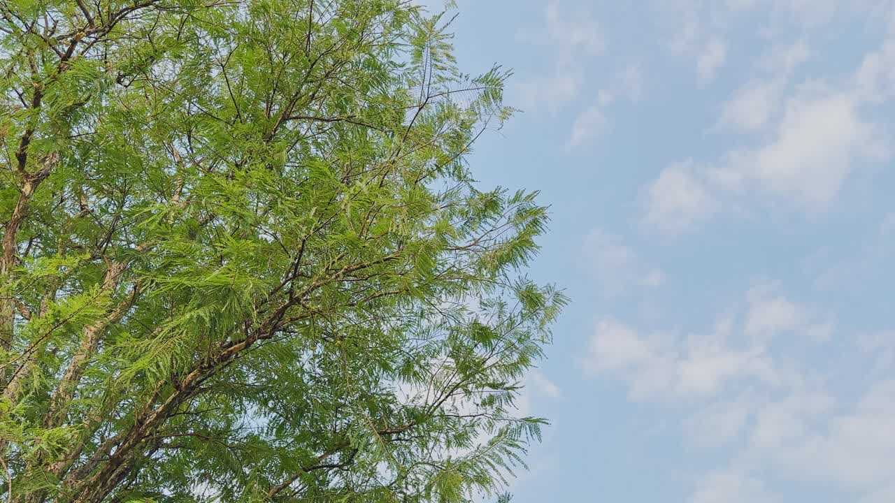 Wide view of Phyllanthus emblica showing its airy green foliage rising against a bright sky with scattered clouds, capturing the tree’s delicate leaves, branching structure, and natural lighting