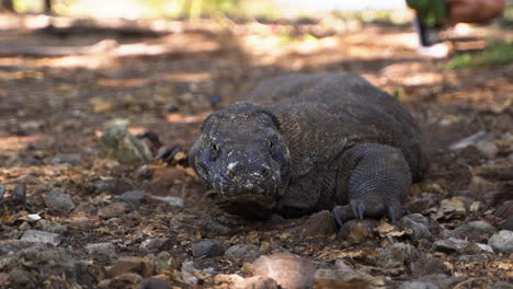 Gran-Dragón-De-Komodo-Tirado-En-El-Suelo-Rocoso-En-Un-Día-De-Verano-En-La-Isla-De-Komodo,-Indonesia