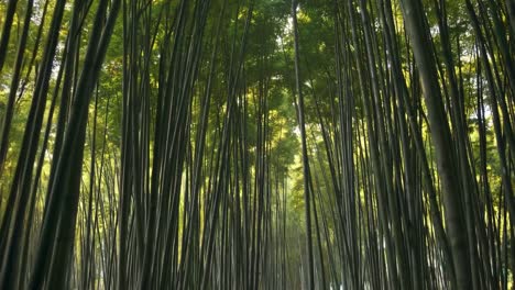 paisaje de bosque de bambú