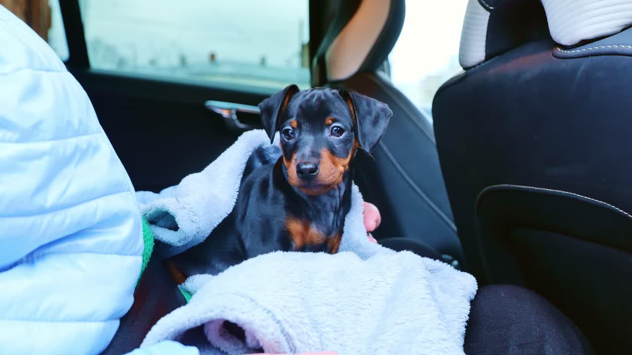 A small Miniature Pinscher puppy appears slightly tired while sitting in a car